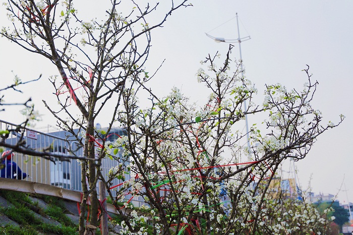 Sau tết, hoa lê rừng “đổ bộ” chợ hoa lớn nhất Hà Nội